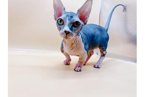 成約済の東京都のその他の猫種-35475の14枚目