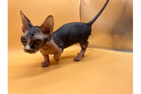 成約済の東京都のその他の猫種-35475の12枚目