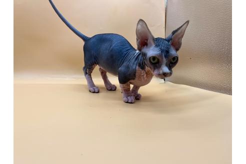 成約済の東京都のその他の猫種-35475の10枚目
