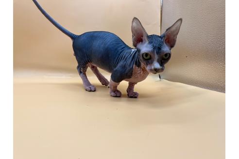 成約済の東京都のその他の猫種-35475の9枚目