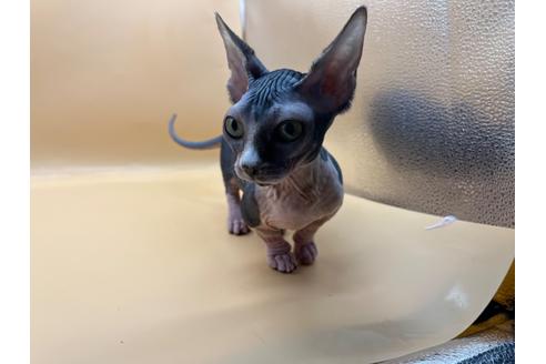 成約済の東京都のその他の猫種-35475の8枚目