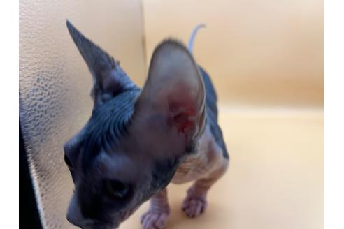 成約済の東京都のその他の猫種-35475の7枚目
