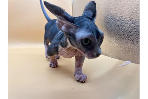 成約済の東京都のその他の猫種-35475の5枚目
