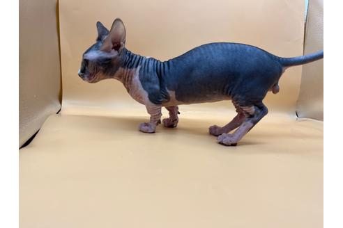 成約済の東京都のその他の猫種-35475の4枚目