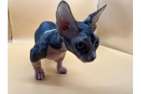 成約済の東京都のその他の猫種-35475の3枚目