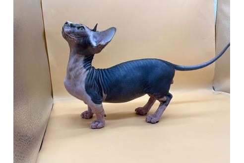 成約済の東京都のその他の猫種-35475の2枚目