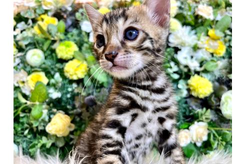 成約済の愛媛県のベンガル-35315の21枚目