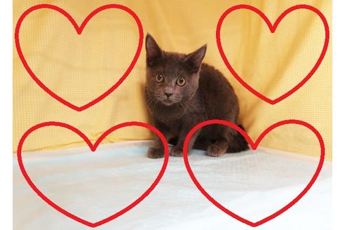 成約済の東京都のロシアンブルー-35465の1枚目