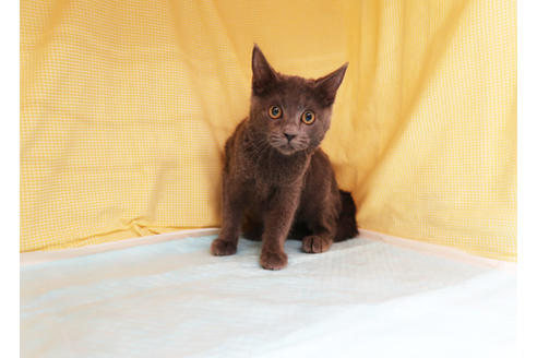 成約済の東京都のロシアンブルー-35465の4枚目