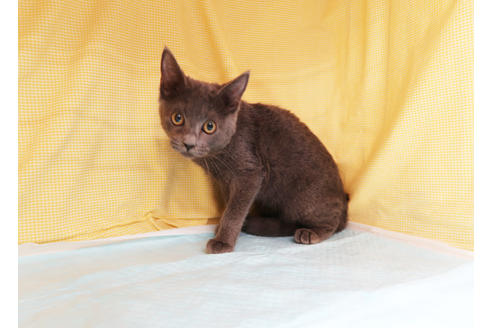 成約済の東京都のロシアンブルー-35465の3枚目