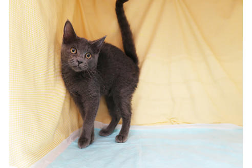 成約済の東京都のロシアンブルー-35465の2枚目