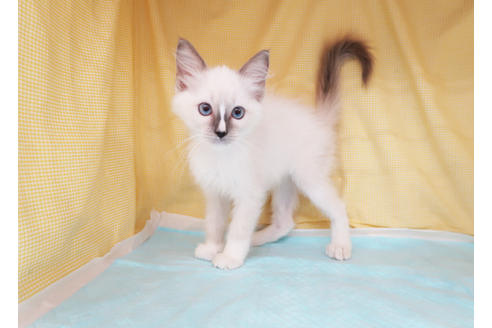 成約済の東京都のラグドール-35466の7枚目