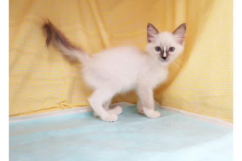 成約済の東京都のラグドール-35466の6枚目