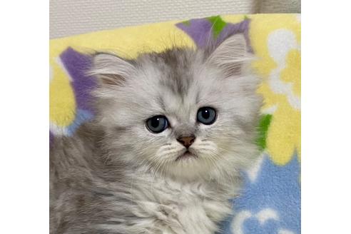 成約済の神奈川県のミヌエット-33191の1枚目
