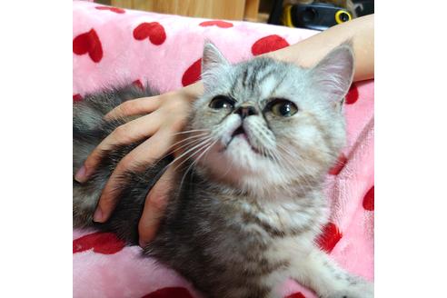 成約済の愛知県のエキゾチックショートヘア-33868の2枚目