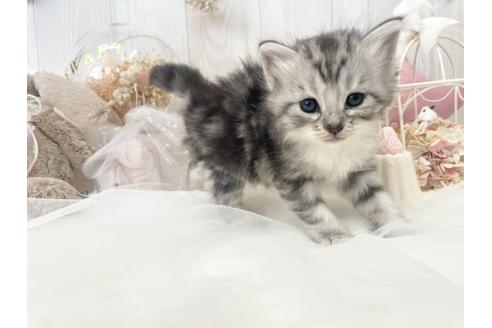 成約済の大阪府のサイベリアン-35561の7枚目