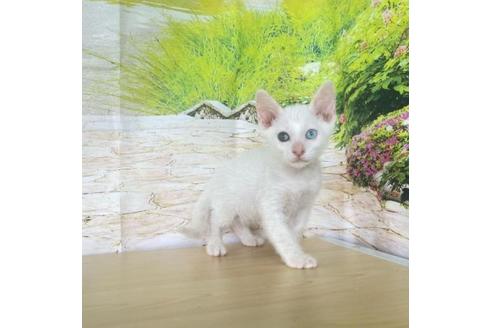 商談中の石川県のその他の猫種-35611