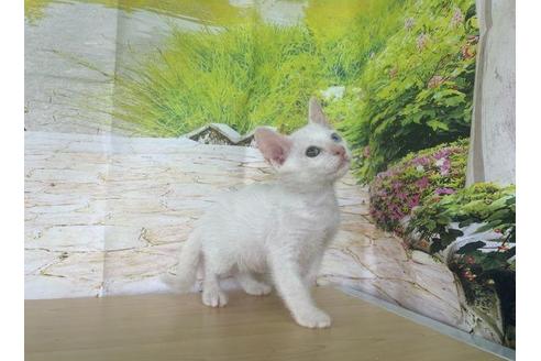 成約済の石川県のその他の猫種-35611の2枚目