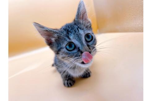 成約済の東京都のジェネッタ-35961の5枚目