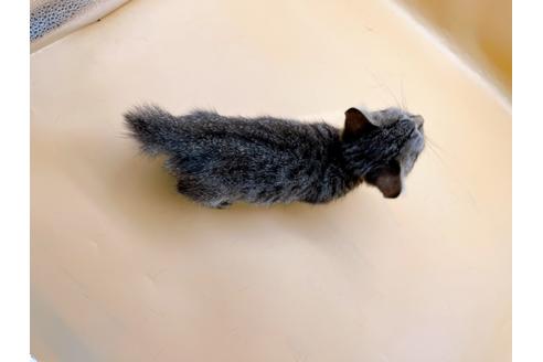 成約済の東京都のジェネッタ-35961の6枚目