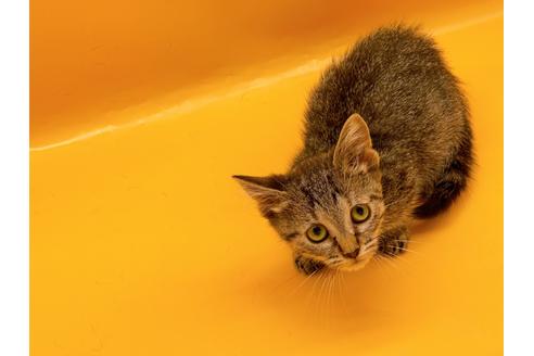 成約済の東京都のジェネッタ-35961の7枚目