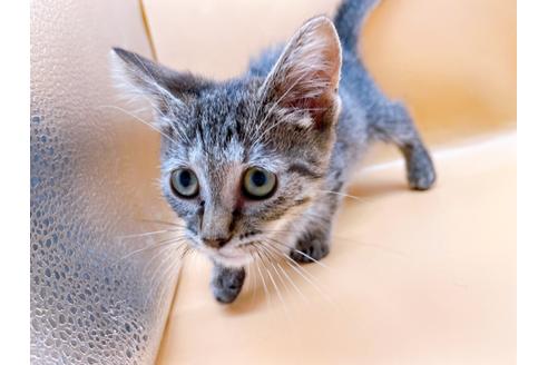 成約済の東京都のジェネッタ-35961の8枚目