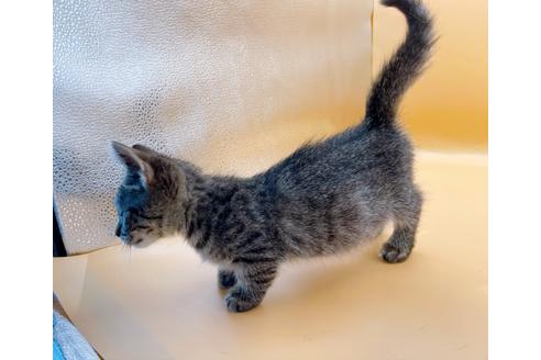 成約済の東京都のジェネッタ-35961の9枚目