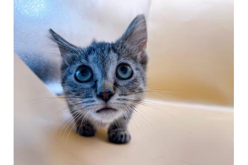 成約済の東京都のジェネッタ-35961の10枚目