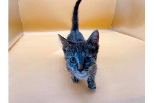 成約済の東京都のジェネッタ-35961の11枚目