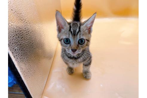 成約済の東京都のジェネッタ-35960の4枚目