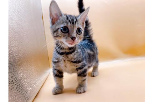 成約済の東京都のジェネッタ-35960の5枚目