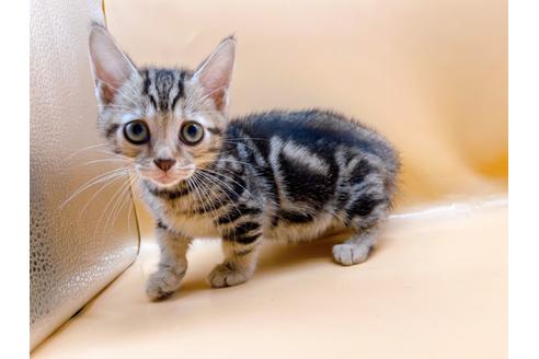 成約済の東京都のジェネッタ-35960の6枚目