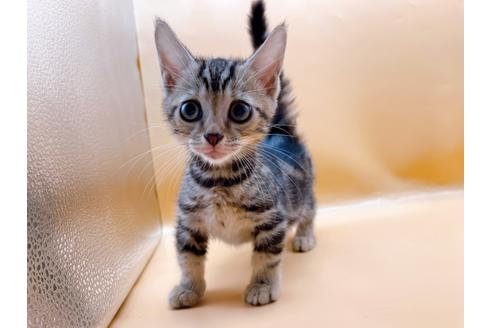 成約済の東京都のジェネッタ-35960の1枚目