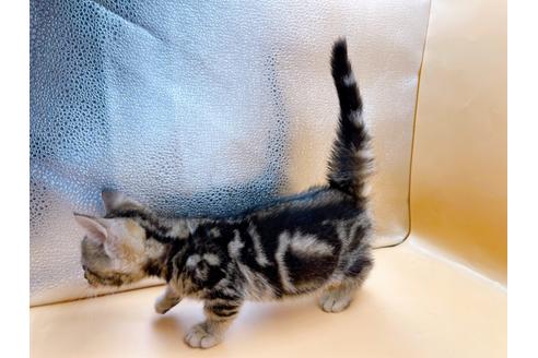 成約済の東京都のジェネッタ-35960の7枚目