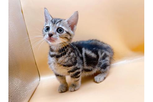 成約済の東京都のジェネッタ-35960の8枚目