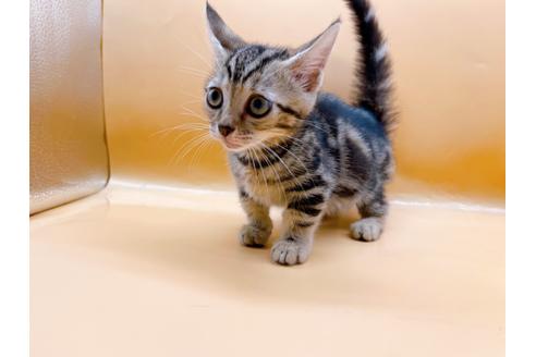 成約済の東京都のジェネッタ-35960の9枚目