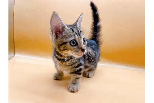 成約済の東京都のジェネッタ-35960の2枚目