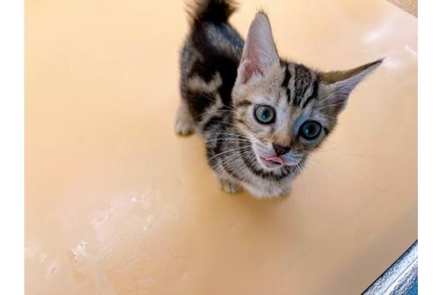 成約済の東京都のジェネッタ-35960の3枚目