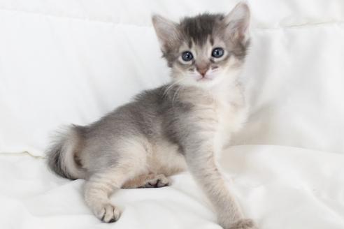 販売中の和歌山県のソマリ-35688の3枚目