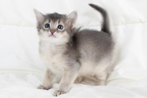 販売中の和歌山県のソマリ-35688の4枚目