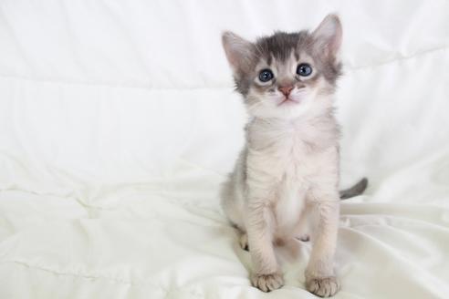 販売中の和歌山県のソマリ-35688の1枚目