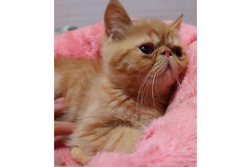 成約済の愛知県のエキゾチックショートヘア-35694の2枚目