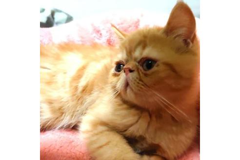 成約済の愛知県のエキゾチックショートヘア-35694の3枚目