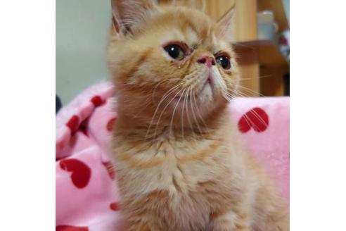 成約済の愛知県のエキゾチックショートヘア-35694の4枚目