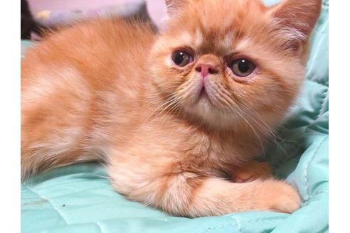 成約済の愛知県のエキゾチックショートヘア-35694の1枚目