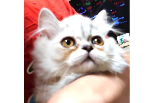 成約済の愛知県のペルシャ-32344の3枚目