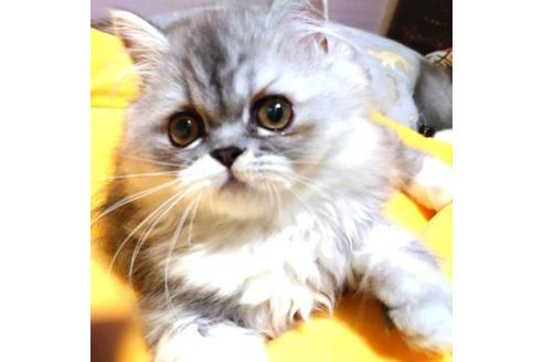 成約済の愛知県のペルシャ-35853の1枚目