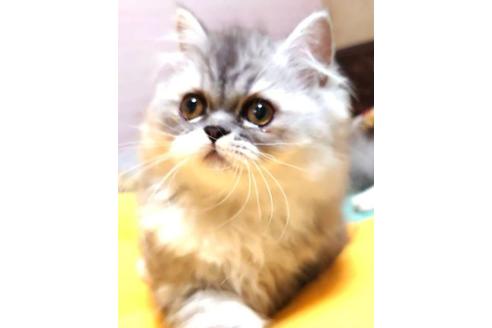 成約済の愛知県のペルシャ-35853の2枚目