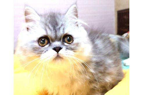 成約済の愛知県のペルシャ-35853の4枚目