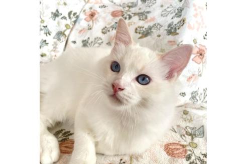 成約済の群馬県のラグドール-35947の5枚目